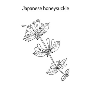 金银花素描的艺术之美 从细节到情感的表达