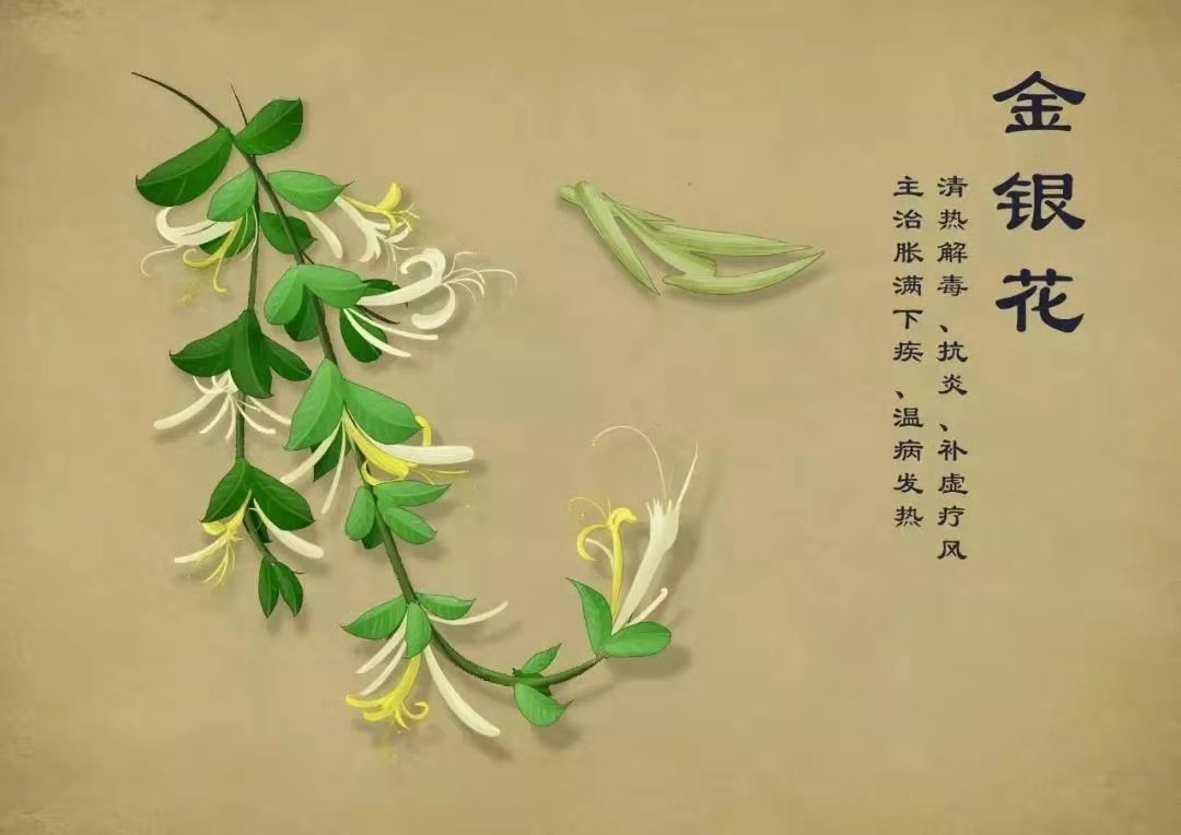 封丘千年金银花的华丽转身