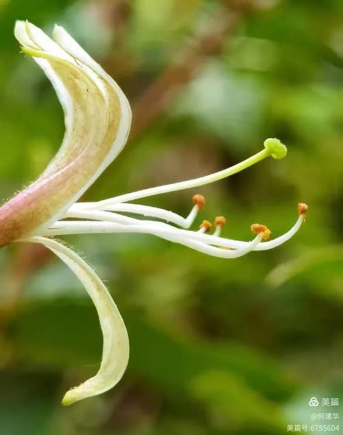 金银花开 金银花