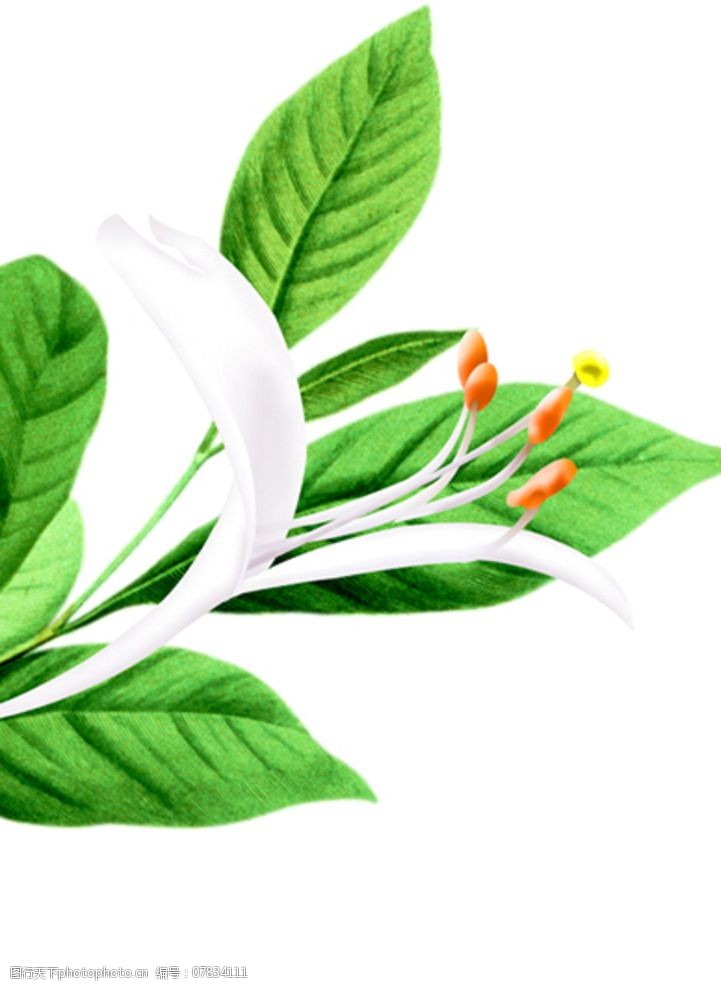 金银花广告图片素材